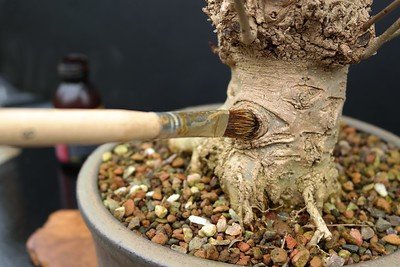 A bonzai tree is being treated with chemicals.