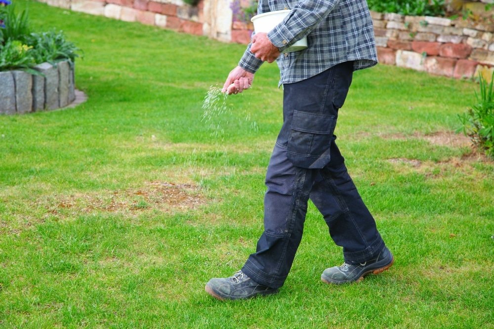 A farmer fertilizing his backyard soil