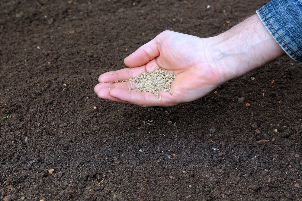 A man's hand seeding a new lawn in close-up