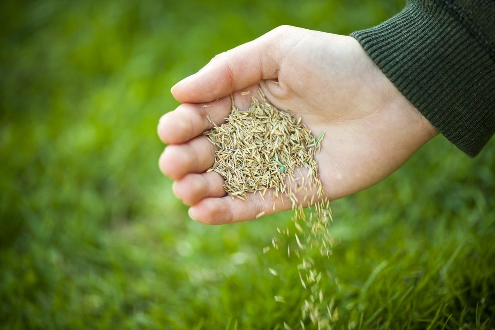 best grass seeds