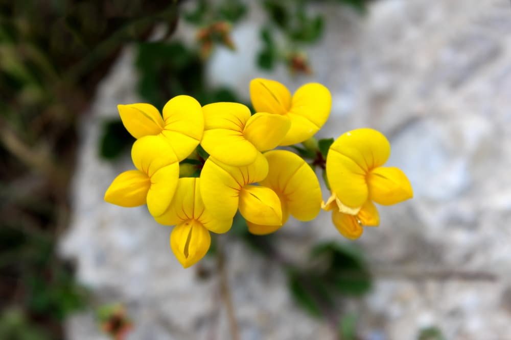 birdsfoot trefoil