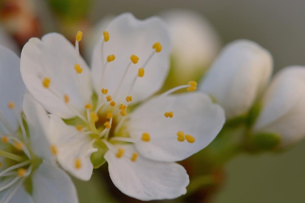 blackthorn