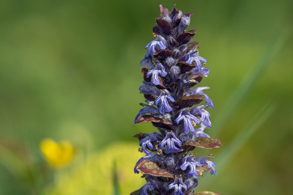 bugle