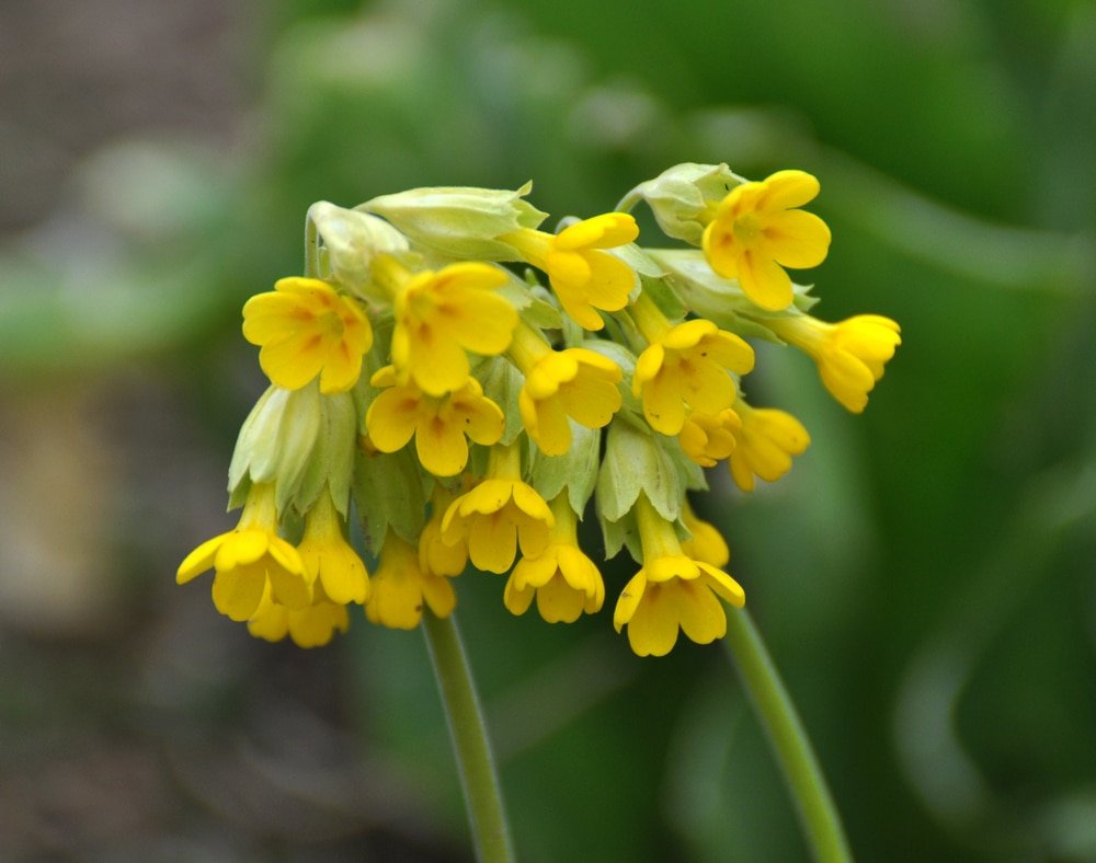 cowslip