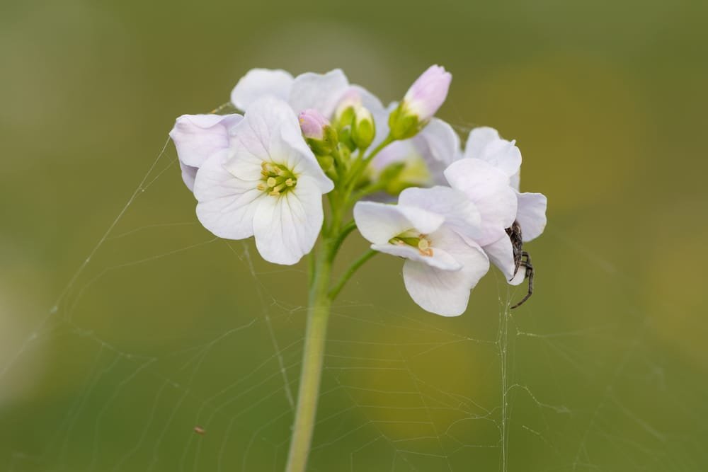 cuckoo flower