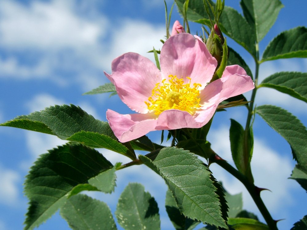 dog rose