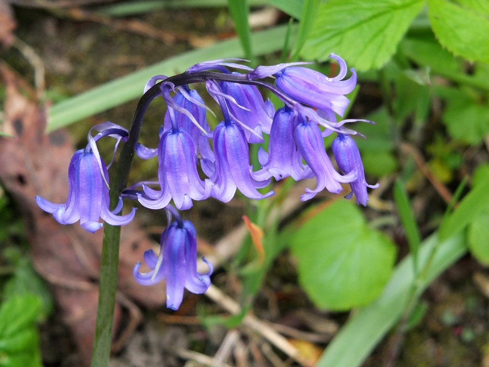 bluebells