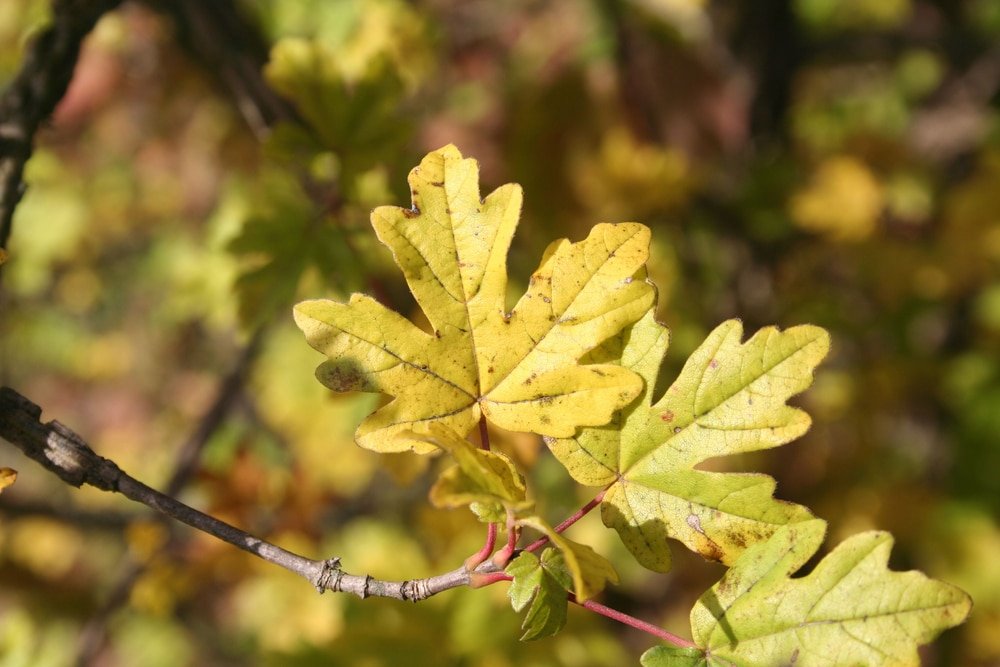field maple