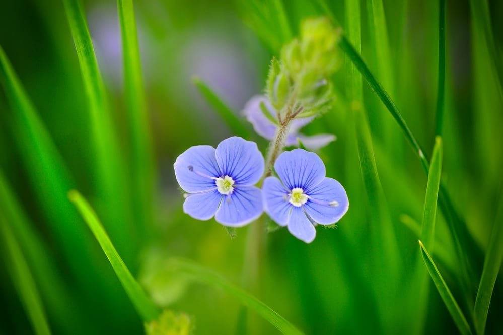 germander speedwell