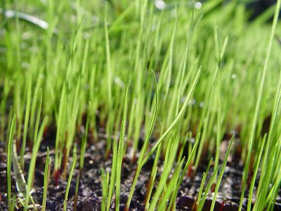 lush greenery in close up