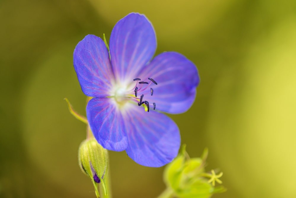 meadow cranessbill