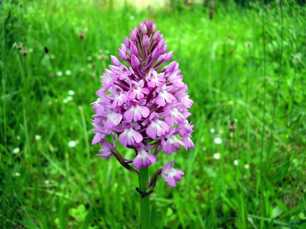 pyramidal orchid
