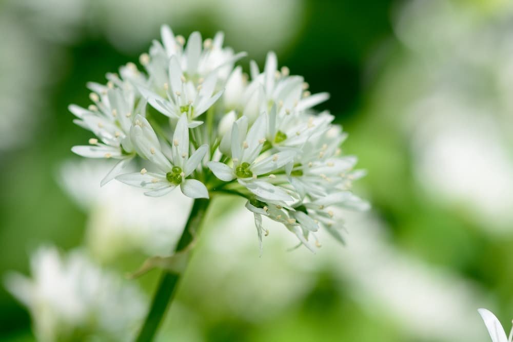 ramsons