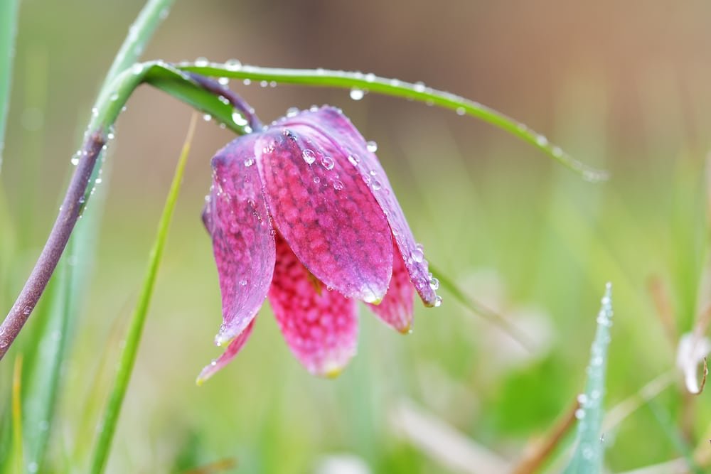 snakes head fritillary