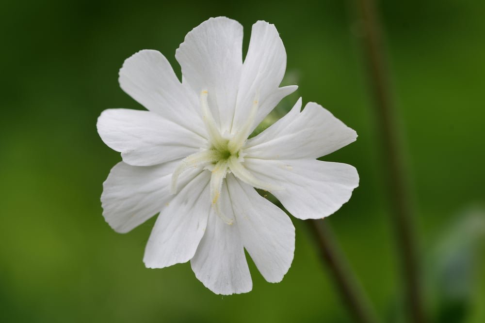 white campion