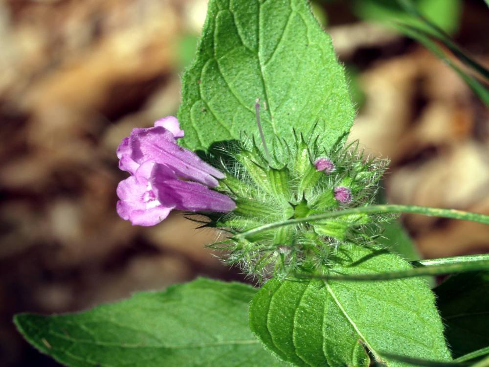 wild basil