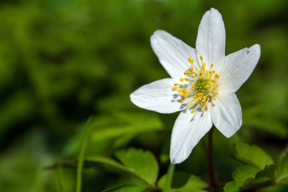 wood anemone