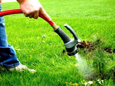 A man watering the grass