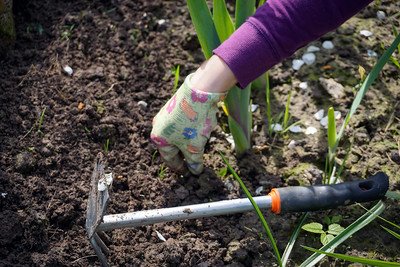 Getting rid of unwanted plants in the garden