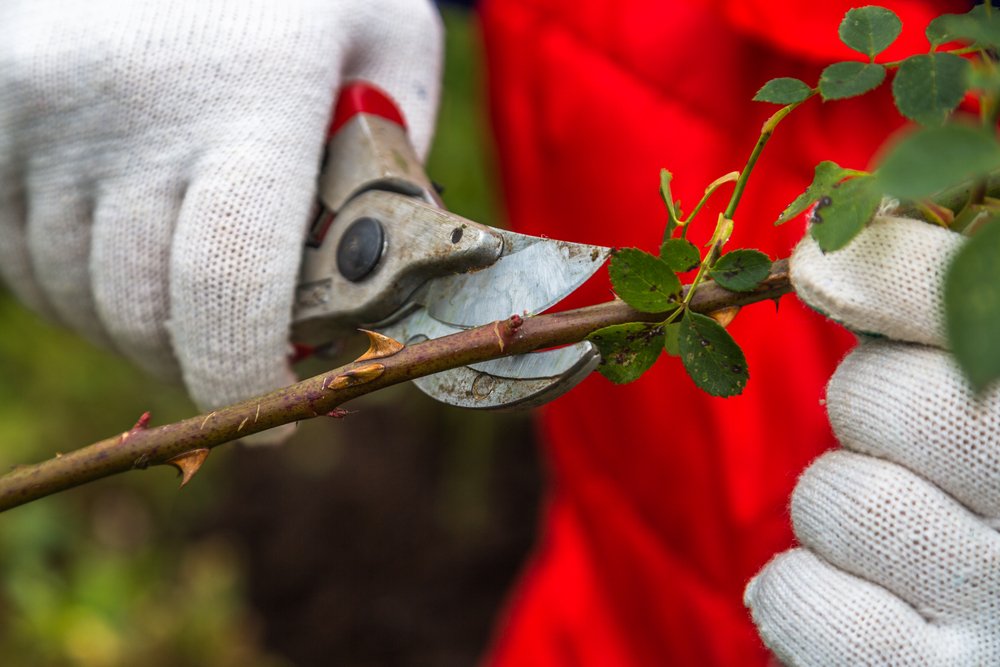 Hand holding bypass pruning equipment for cutting roses