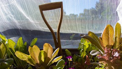 Soil bed with vegies and garden tool