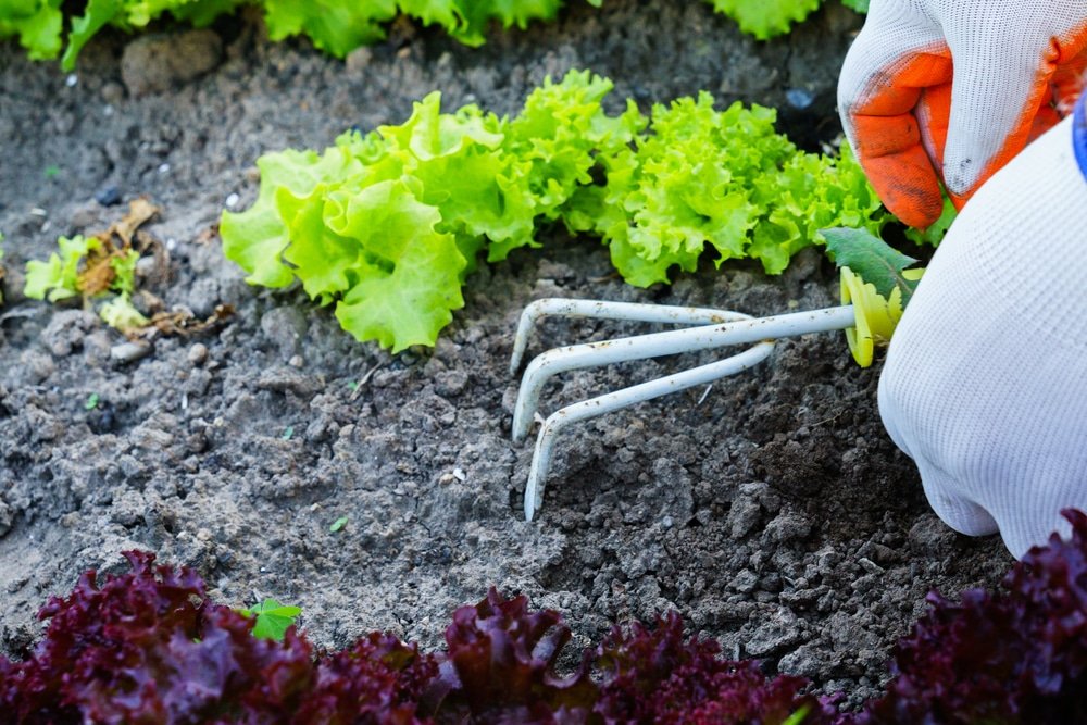best weeding tools