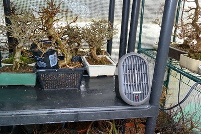 some plants in pots