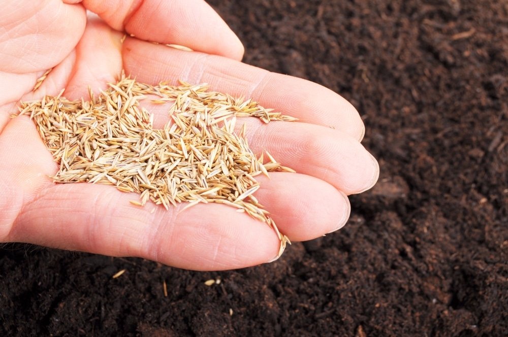 How to Sow Grass Seed