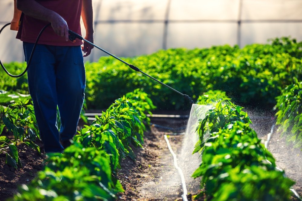 How to Use Weed Killer