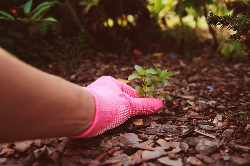 When to Use Weed Killer