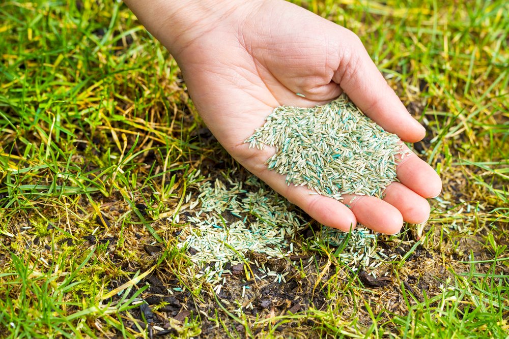 how long does grass seed take to grow