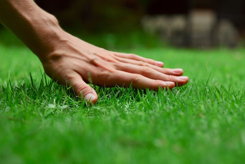 how to prepare soil for grass seed