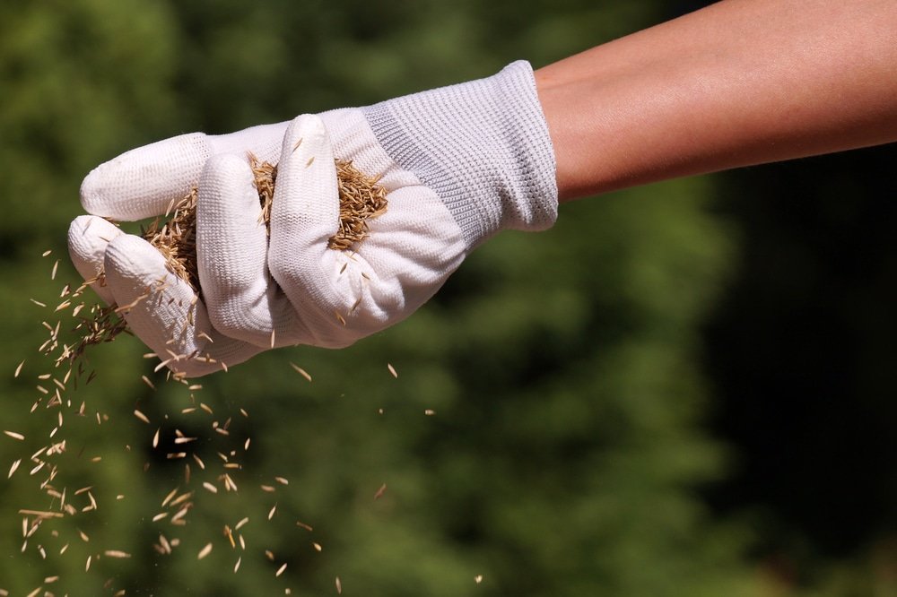 when to sow grass seed