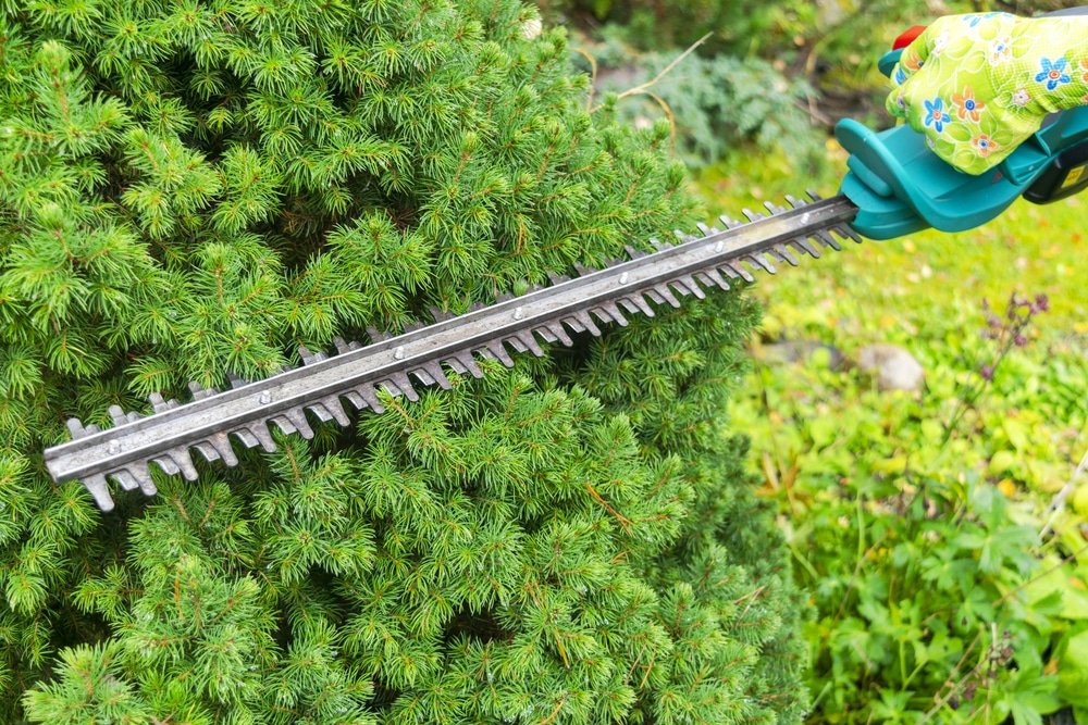 How to Sharpen a Hedge Trimmer
