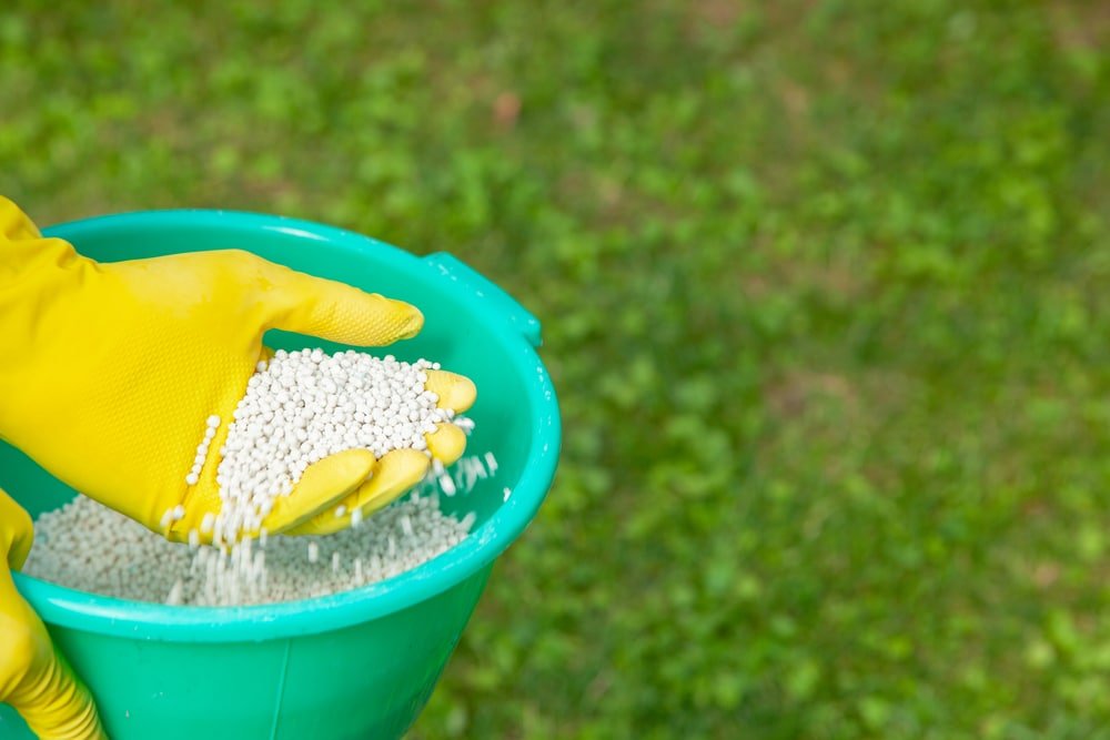when to feed a lawn