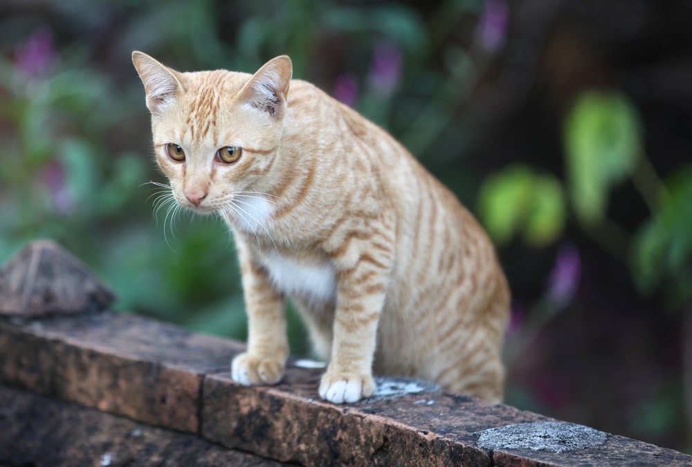 how does cat repellent work