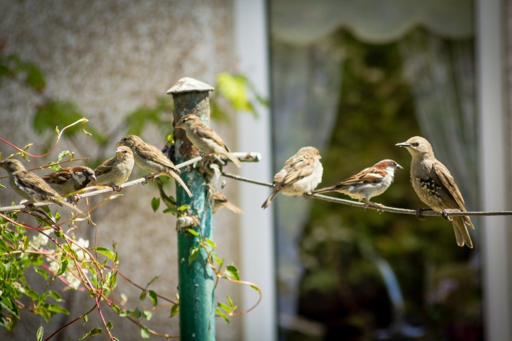 how to attract birds to your garden