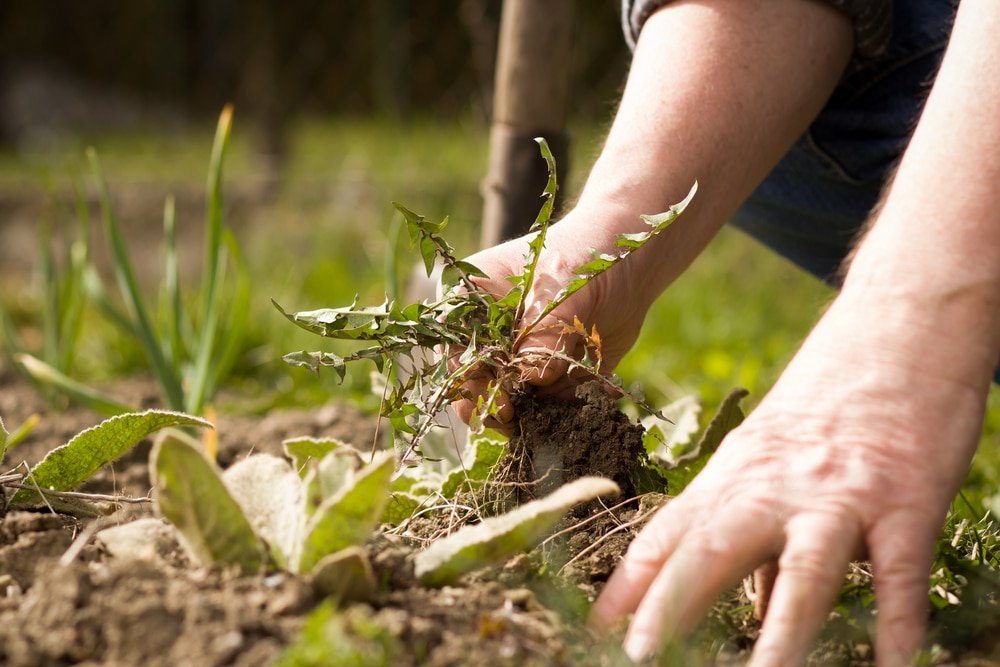 how to clear a garden full of weeds