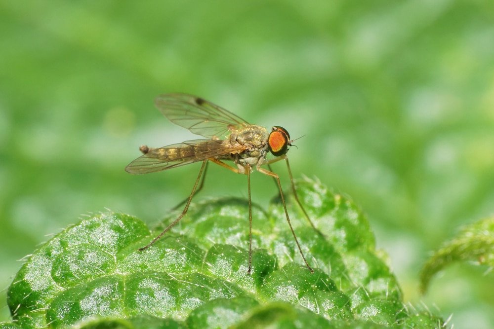 how to get rid of midges