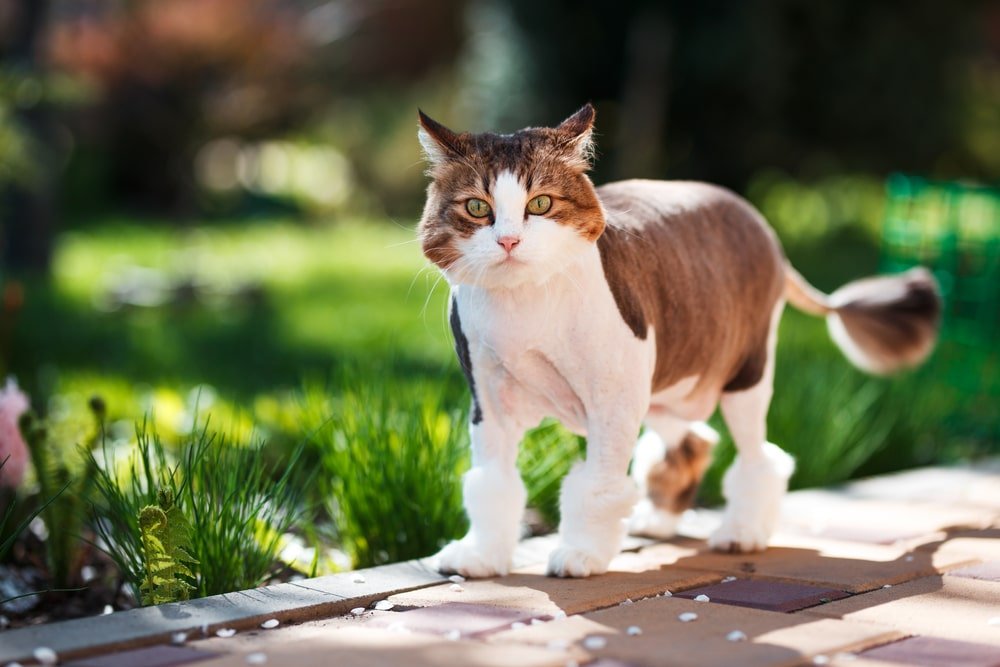 how to make cat repellent