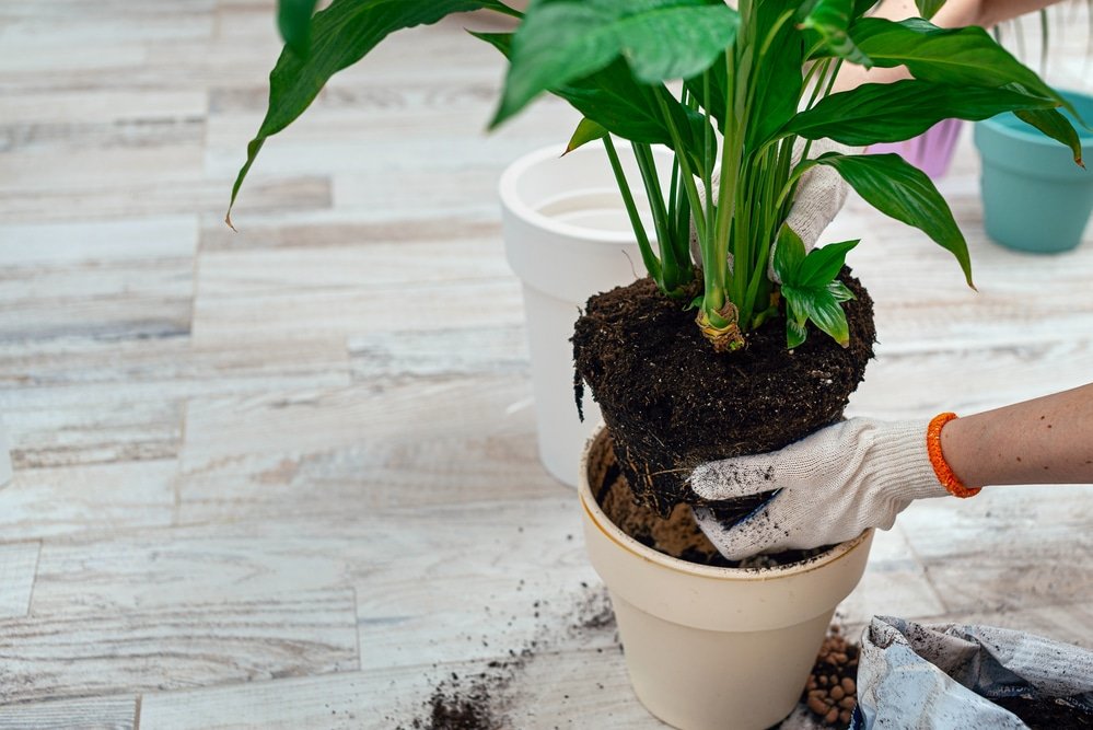 how to repot plants