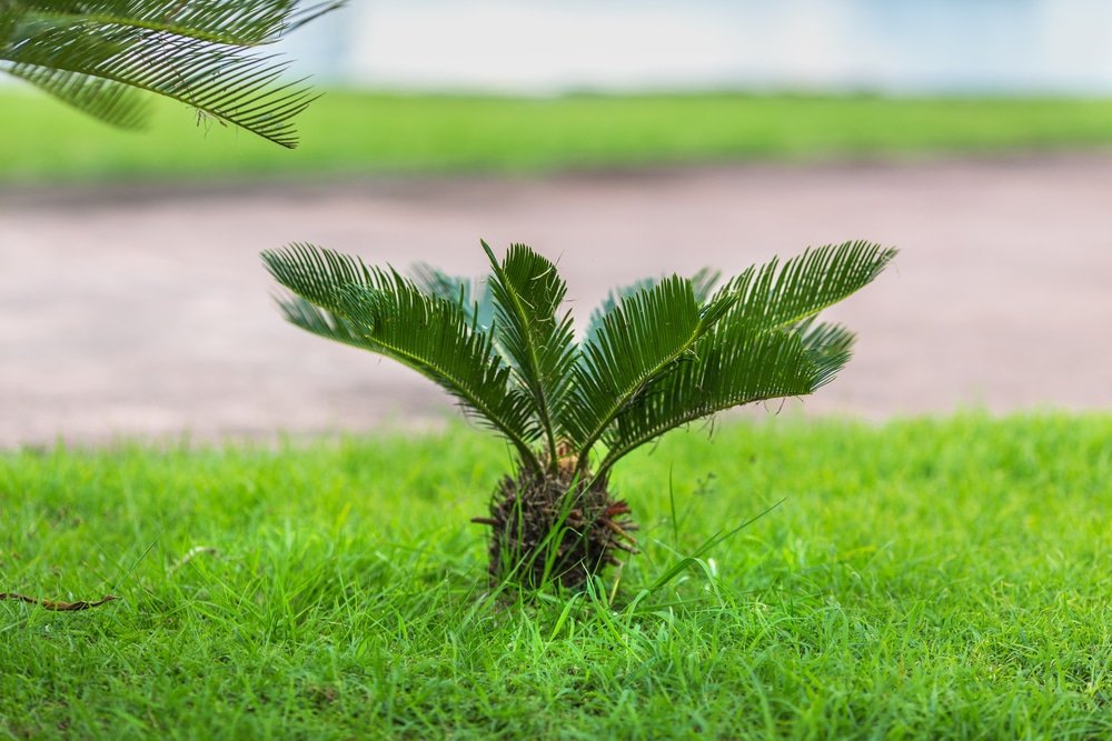 what plants are poisonous to dogs
