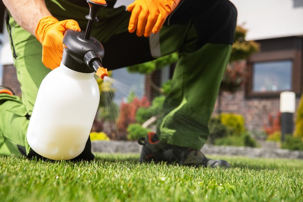 when to apply moss killer