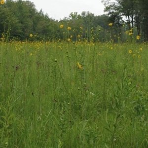 Meadow Mix 1kg