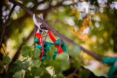 a-garden-tool-for-cutting-twigs-and-small-tree-branches